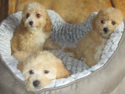 Cavapoo puppies in Carlow